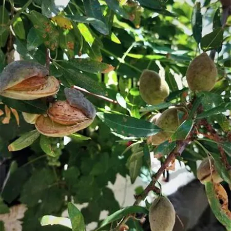 Les Amandiers The Almond Trees By Corfuescapes Kanoni (Corfu)
