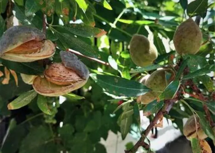 Les Amandiers The Almond Trees By Corfuescapes Kanoni (Corfu)